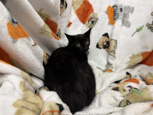 picture of the cat needing adoption