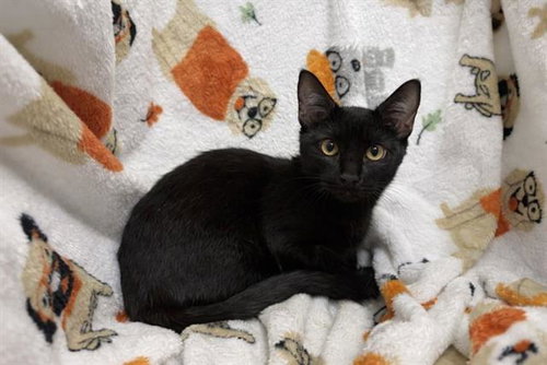 picture of the cat needing adoption