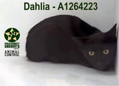 DAHLIA, Young Domestic Short Hair (short coat), cat for adoption in St. Cloud, Florida