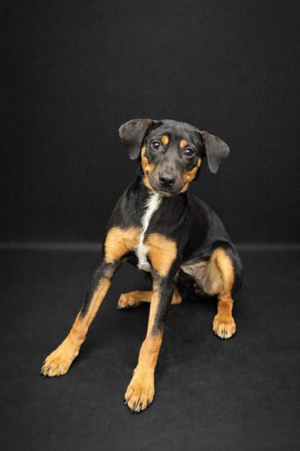 picture of the dog needing adoption