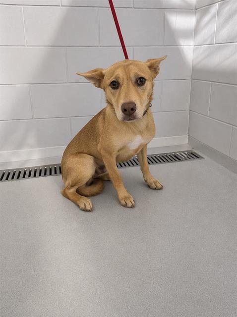 picture of the dog needing adoption