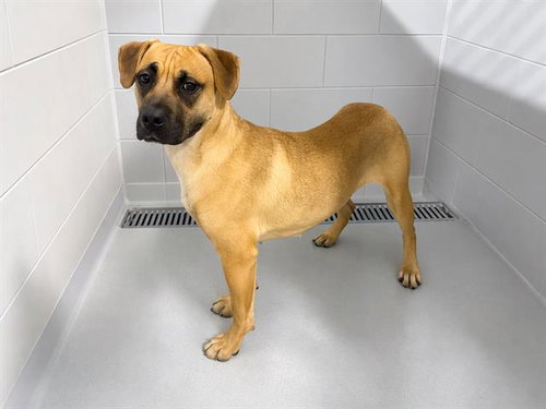 picture of the dog needing adoption
