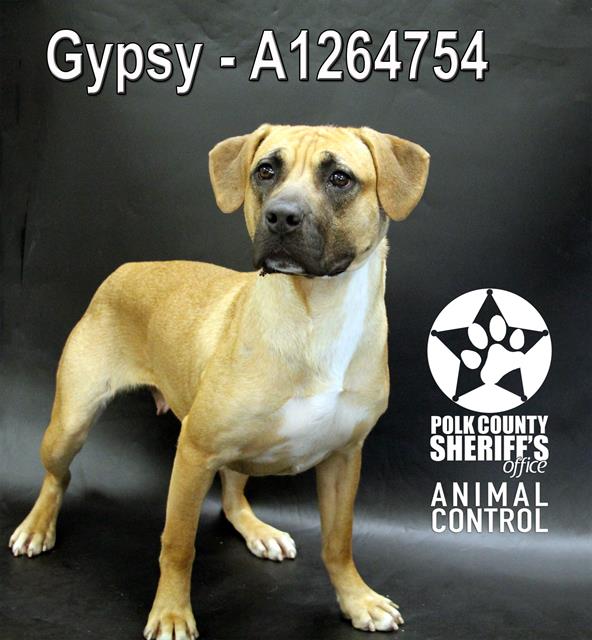 GYPSY
