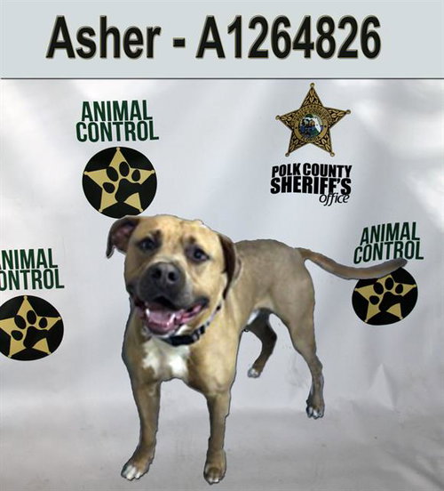 ASHER, an adoptable Bulldog in Winter Haven, FL