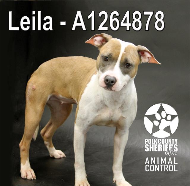 LEILA