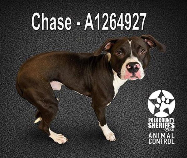 CHASE