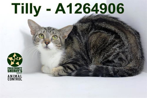 TILLY, Adult Domestic Short Hair (short coat), cat for adoption in St. Cloud, Florida