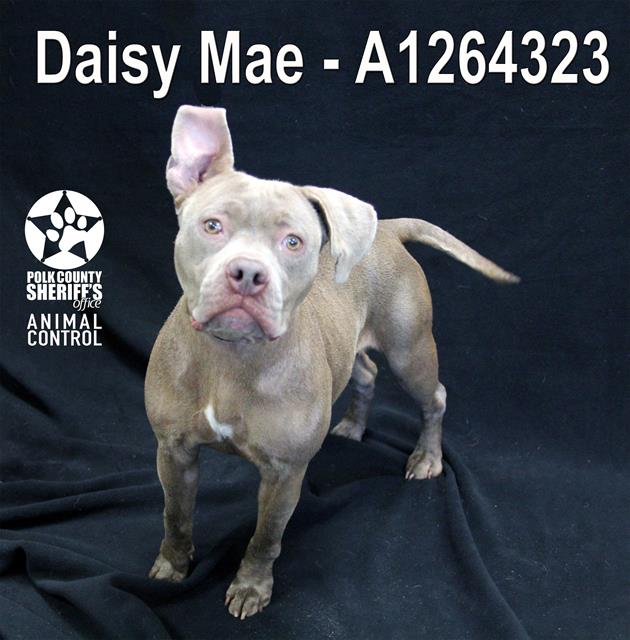 DAISY MAE