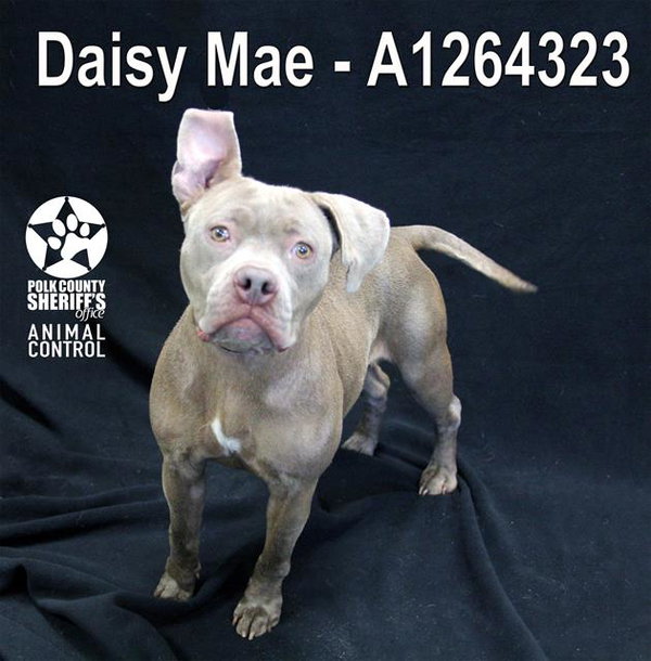 DAISY MAE