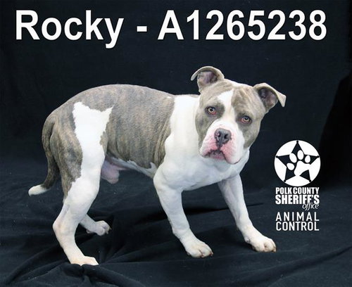 ROCKY, an adoptable Bulldog in Winter Haven, FL