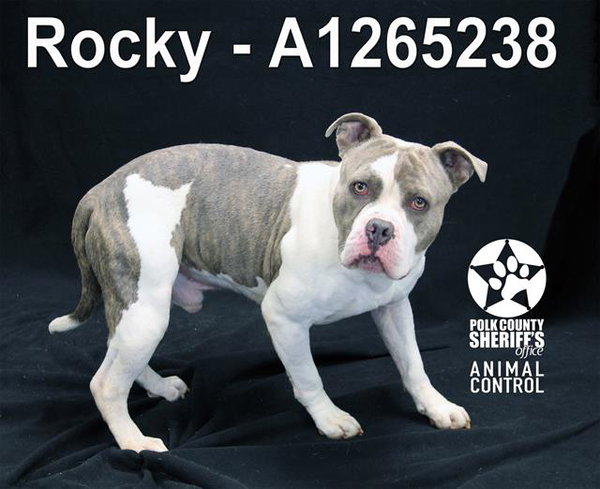 ROCKY