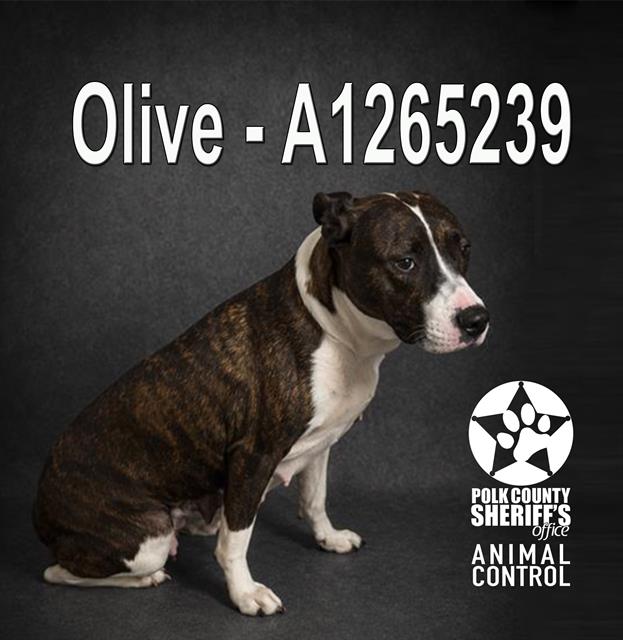 OLIVE