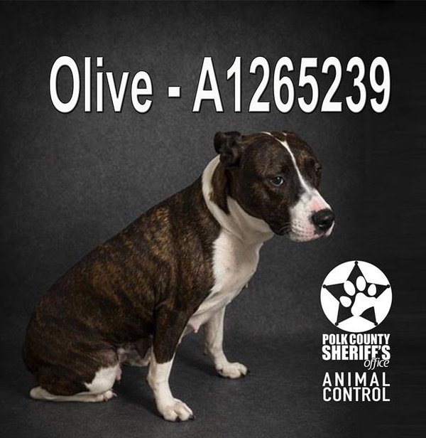 OLIVE