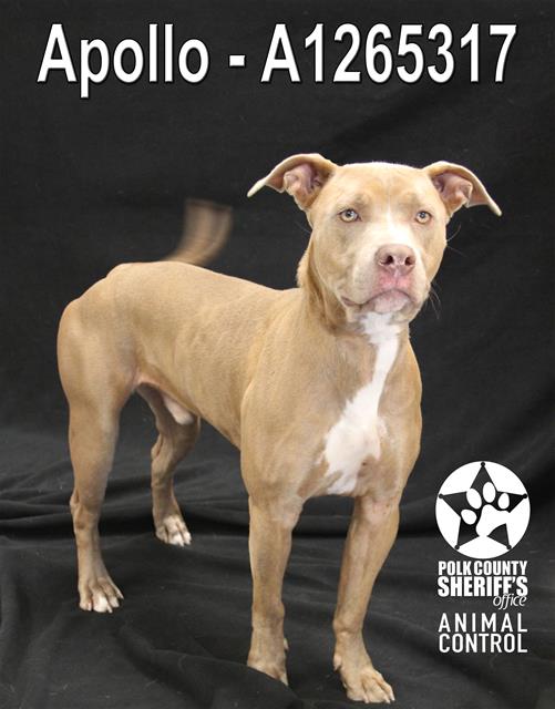 APOLLO