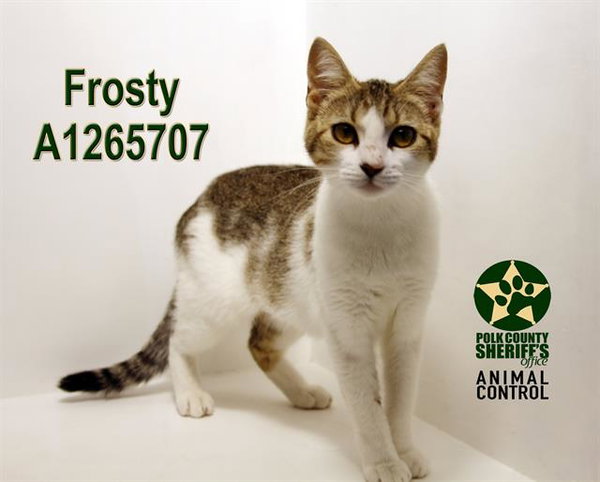 FROSTY