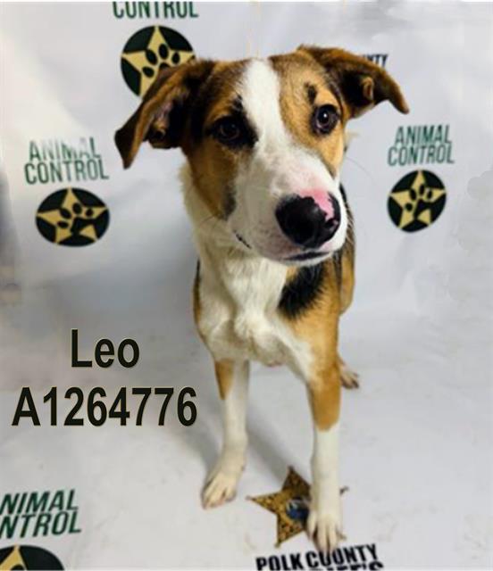 LEO