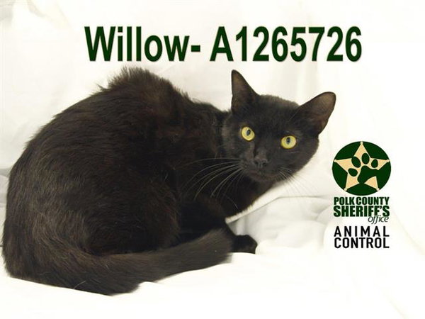 WILLOW