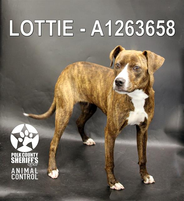 LOTTIE