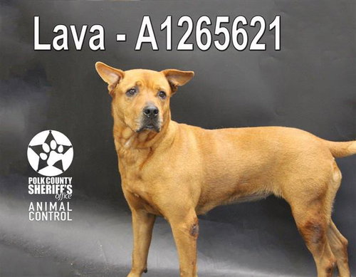 LAVA, an adoptable Labrador Retriever in Winter Haven, FL