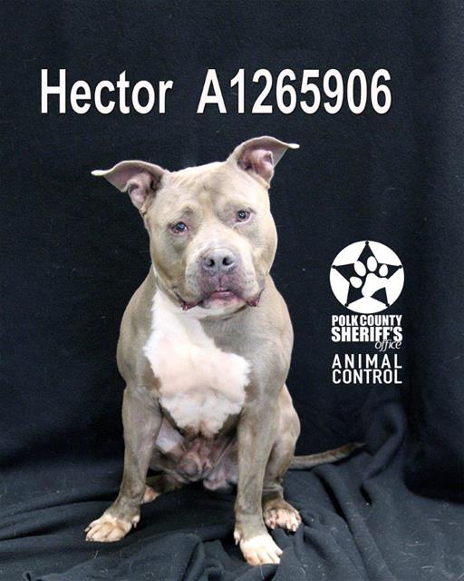HECTOR