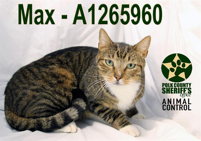 MAX