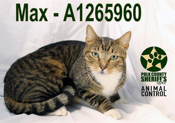 MAX