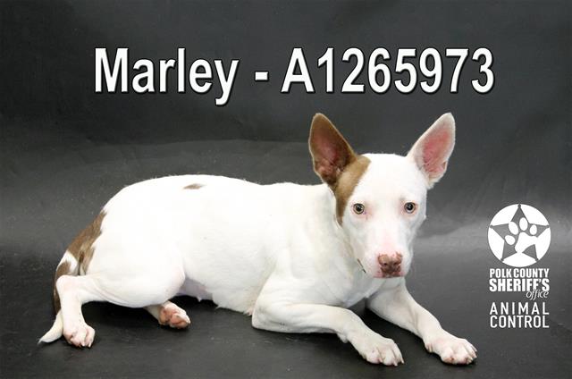 MARLEY