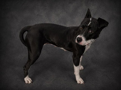 RAVEN, an adoptable Bulldog in Winter Haven, FL