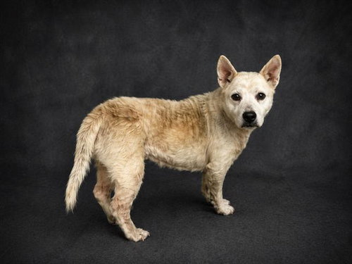 SASHA, an adoptable Dutch Shepherd in Winter Haven, FL