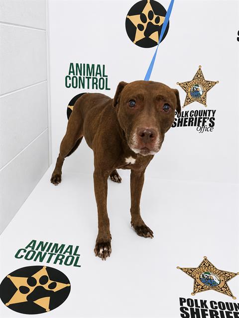 LADY, an adoptable Bulldog in Winter Haven, FL