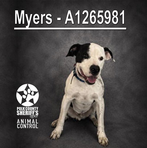 MYERS, an adoptable American Staffordshire Terrier in Winter Haven, FL