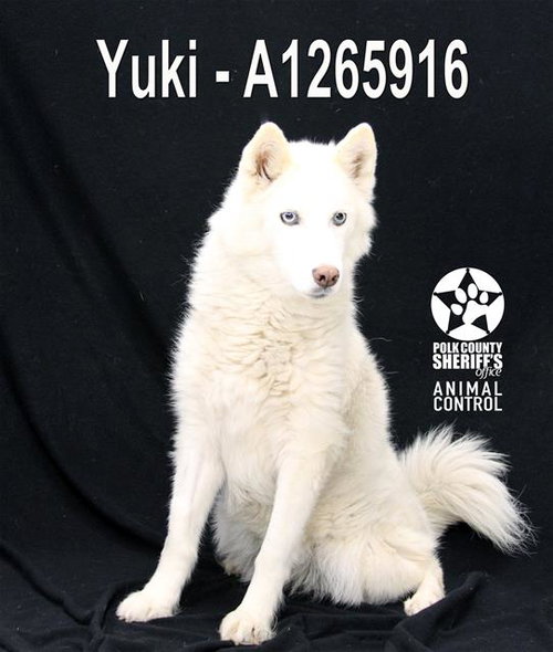 YUKI, an adoptable Siberian Husky in Winter Haven, FL