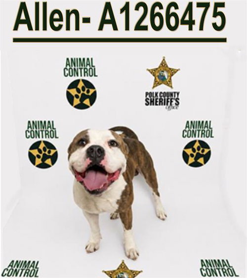 ALLEN, an adoptable Bulldog in Winter Haven, FL