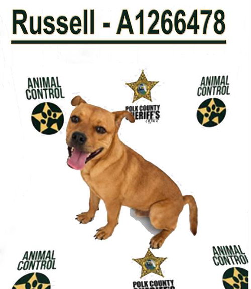 RUSSELL, an adoptable Bulldog in Winter Haven, FL
