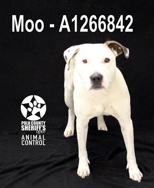 MOO, an adoptable Dalmatian in Winter Haven, FL