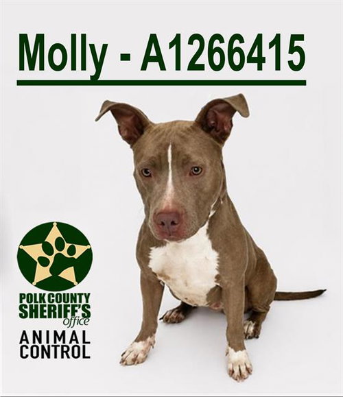 MOLLY, an adoptable Bulldog in Winter Haven, FL