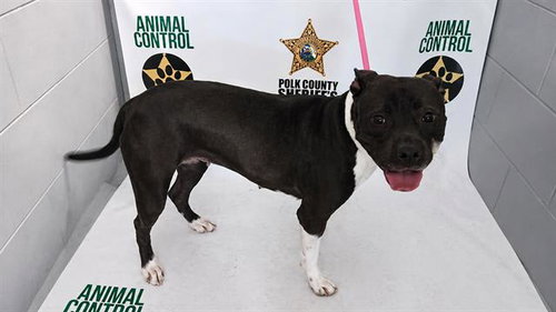 BUG, an adoptable Bulldog in Winter Haven, FL