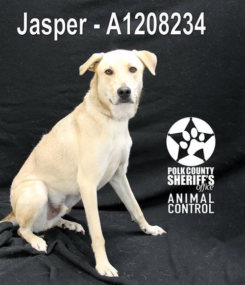 JASPER, an adoptable Labrador Retriever in Winter Haven, FL