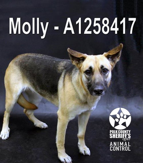 TRIS, an adoptable German Shepherd Dog in Winter Haven, FL