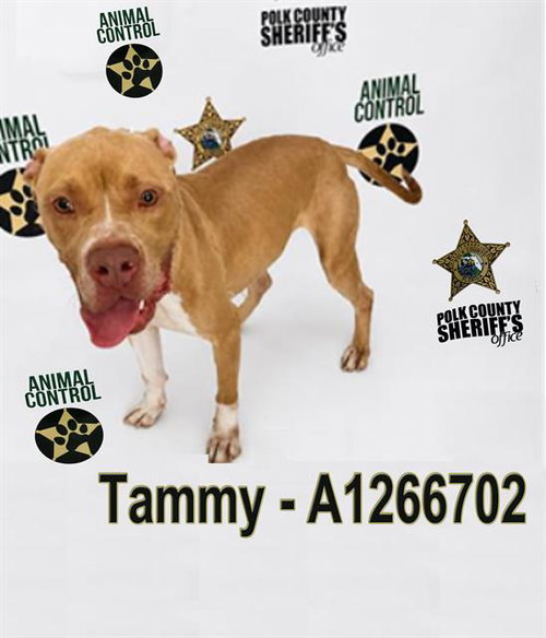 TAMMY, an adoptable Bulldog in Winter Haven, FL