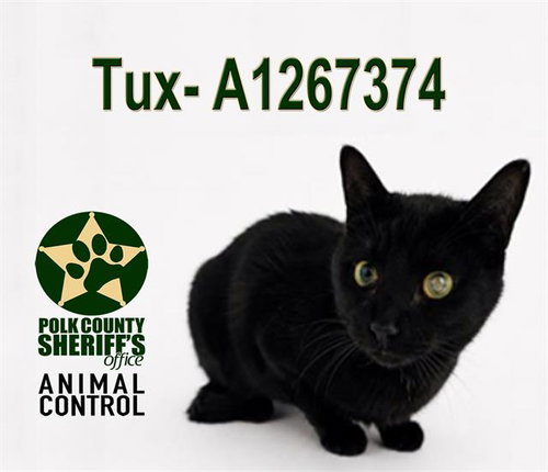 TUX, an adoptable Domestic Short Hair in Winter Haven, FL