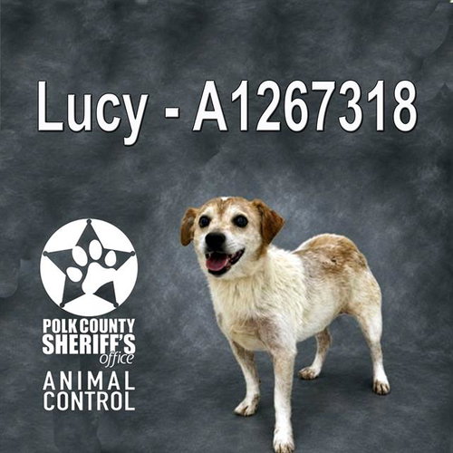 LUCY, an adoptable Parson Russell Terrier in Winter Haven, FL
