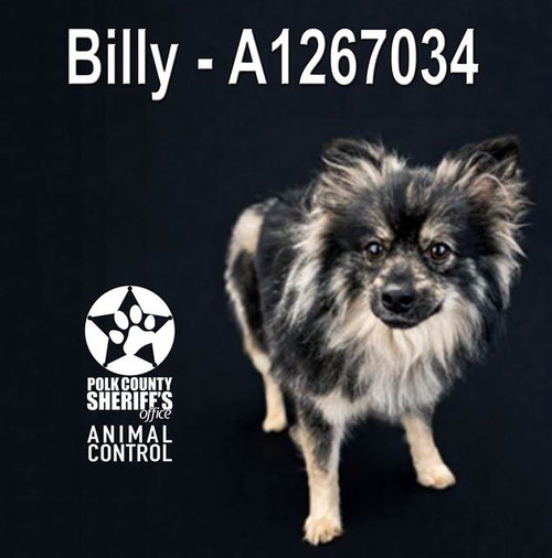 BILLY, an adoptable Pomeranian in Winter Haven, FL