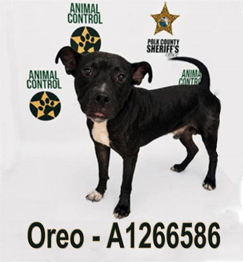 OREO, an adoptable Bulldog in Winter Haven, FL
