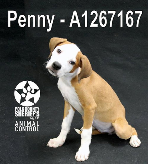 PENNY, an adoptable Beagle in Winter Haven, FL