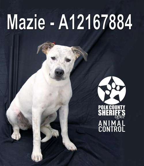 MAZIE, an adoptable Bulldog in Winter Haven, FL