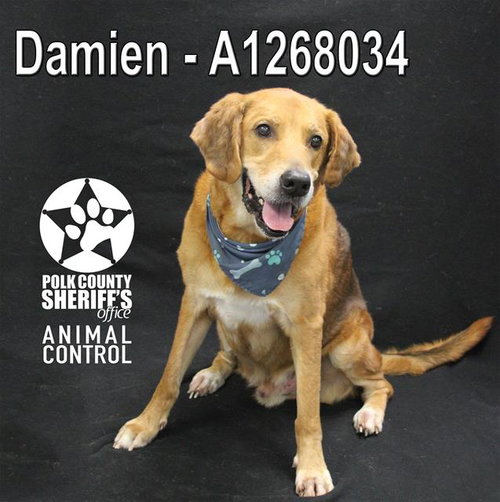 DAMIEN, an adoptable Bloodhound in Winter Haven, FL