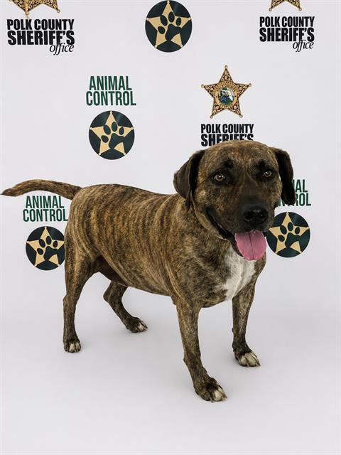 DUKE, an adoptable Bulldog in Winter Haven, FL