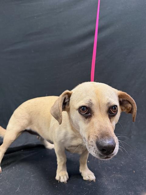A1267888, an adoptable Dachshund in Winter Haven, FL