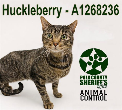 HUCKLEBERRY